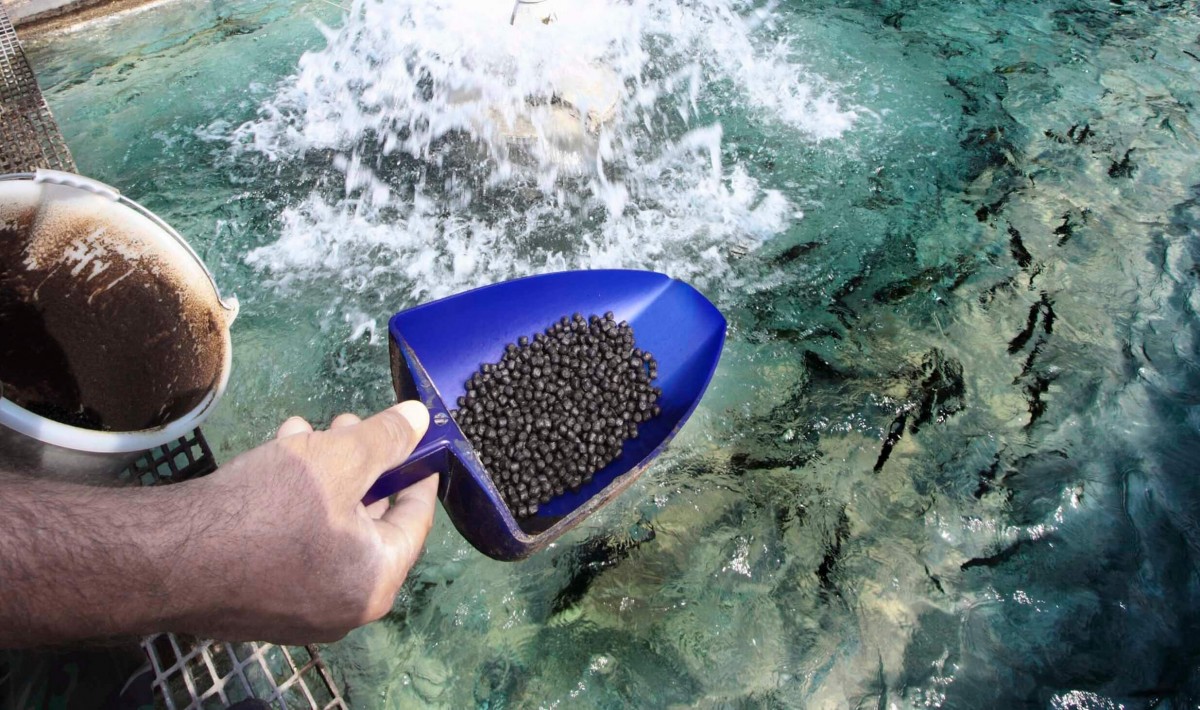 Feed in the fish industry not only provides livestock with sources of vitamins and vital nutrients, but is also an important factor in food security