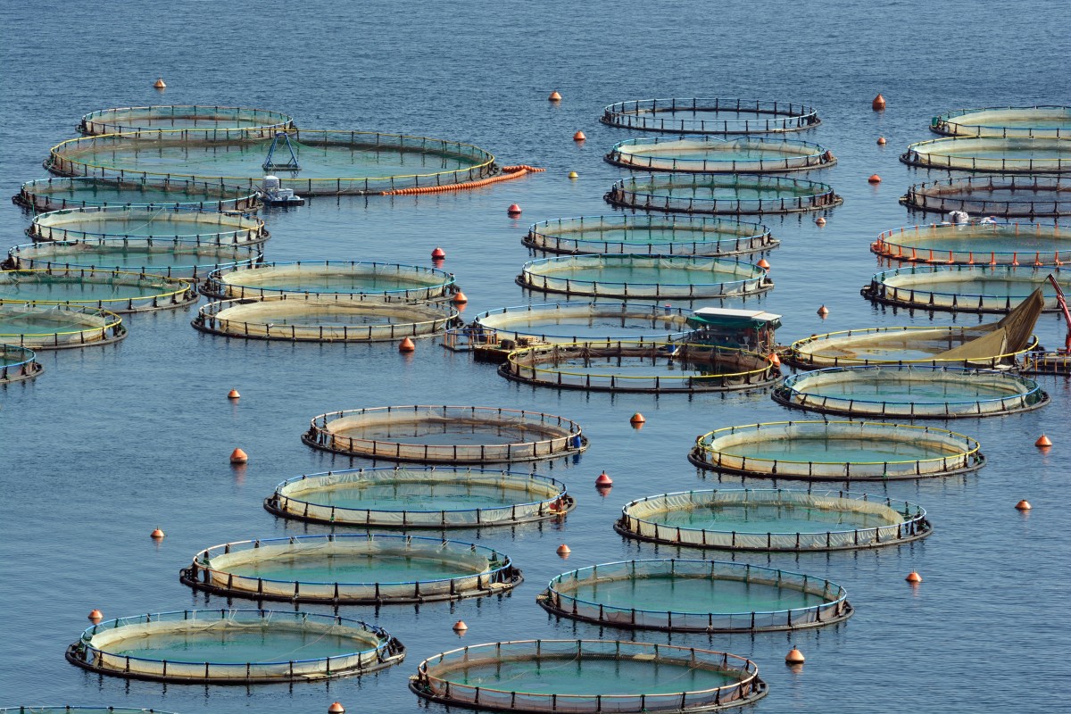 Artificial creation of a good habitat for fish ensures maximum output of marketable products in a short time frame